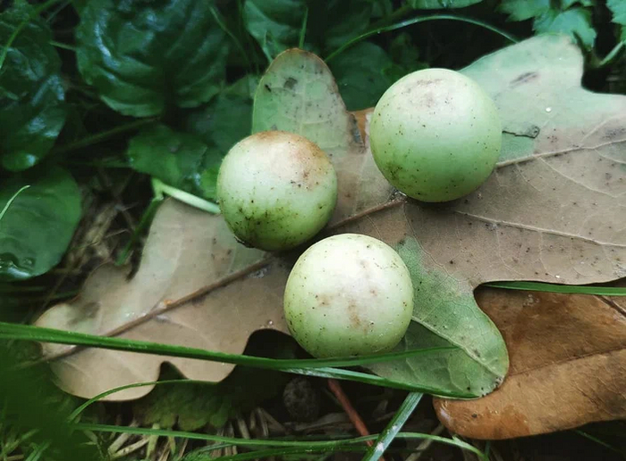 Дубовая орехотворка: Что за странные сферы иногда вырастают на листьях дуба? Насекомые, Книга животных, Биология, Яндекс Дзен, Дуб, Длиннопост Дубовая орехотворка: Что за странные сферы иногда вырастают на листьях дуба? Насекомые, Книга животных, Биология, Яндекс Дзен, Дуб, Длиннопост