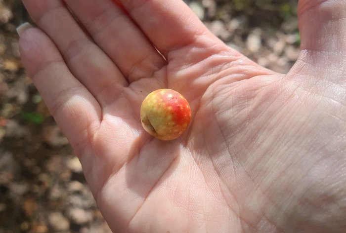 Дубовая орехотворка: Что за странные сферы иногда вырастают на листьях дуба? Насекомые, Книга животных, Биология, Яндекс Дзен, Дуб, Длиннопост Дубовая орехотворка: Что за странные сферы иногда вырастают на листьях дуба? Насекомые, Книга животных, Биология, Яндекс Дзен, Дуб, Длиннопост