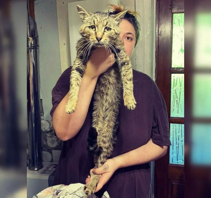 Старый кот с человеческими глазами умирал от голода на улицах Москвы |  Пикабу