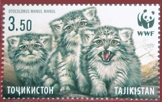 Зубастое таджикское мелкое Марки, Манул, Таджикистан, Погладь кота, Редкий вид
