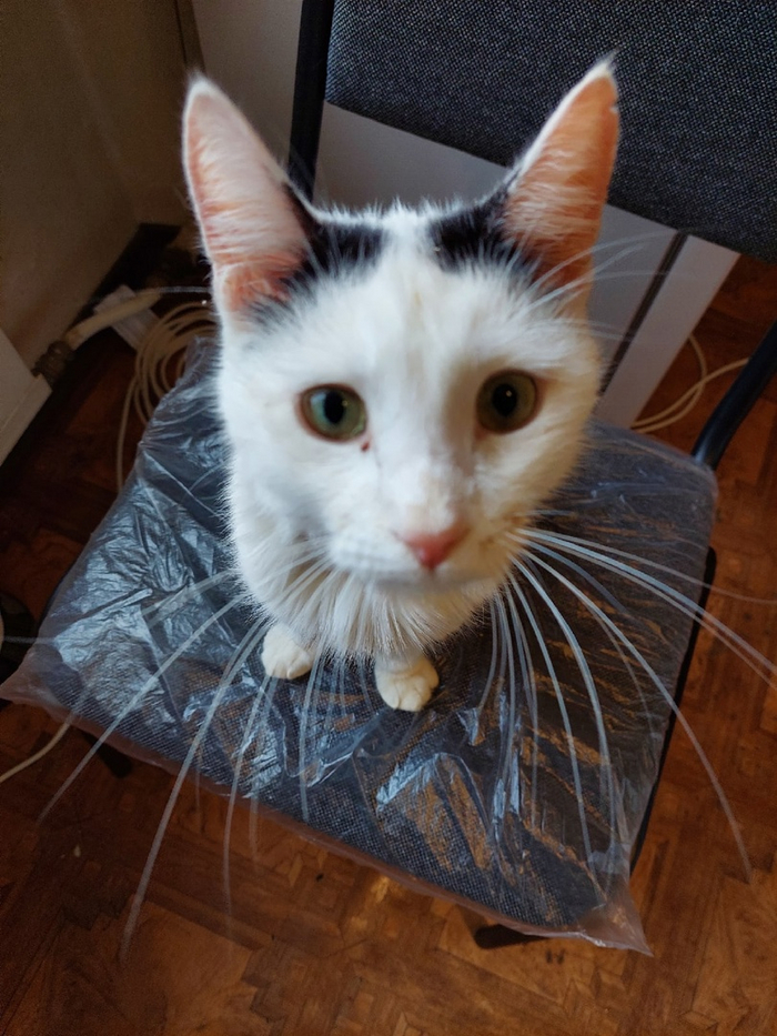          ,   , , ,  , , ,  , -, ,  ,   , 