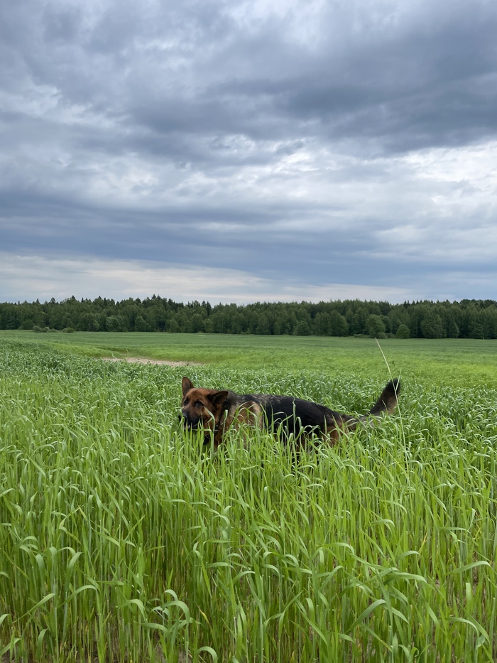 Фергус, поле и облака