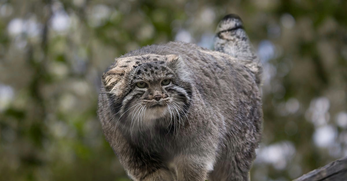 Кот манул. Манул. Манул Забайкальский (Сибирский). Семейство кошачьих Манул.