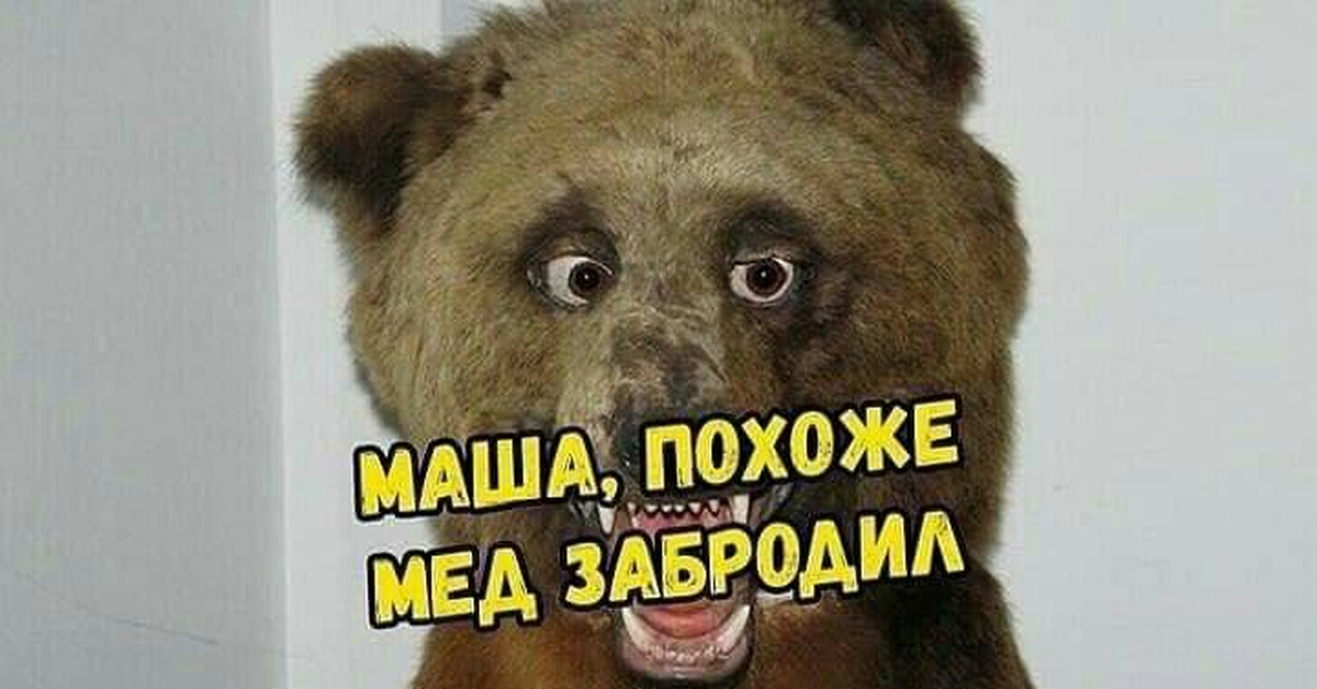Хороший мед | Пикабу