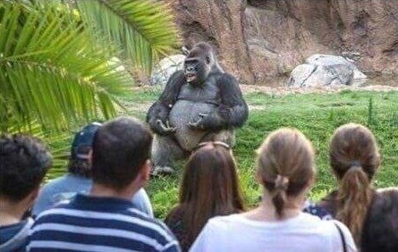 Эта горилла выглядит так, будто решила провести лекцию по философии