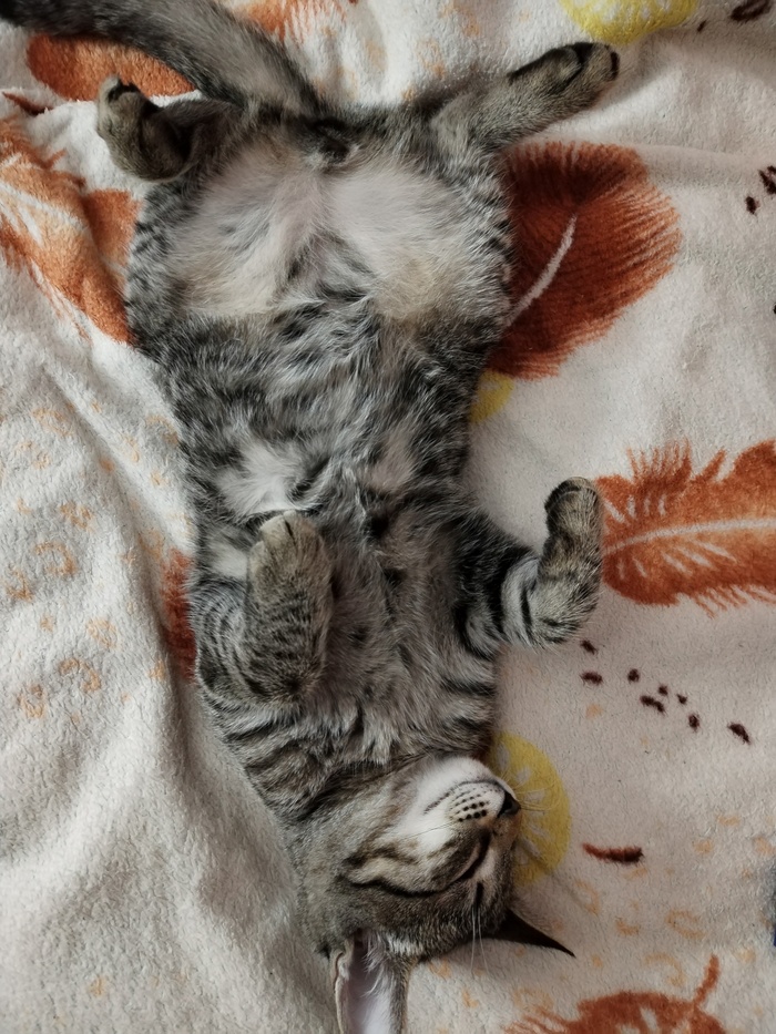 Вздремнул кот молодой Кот, Соня, Лапки, Мобильная фотография