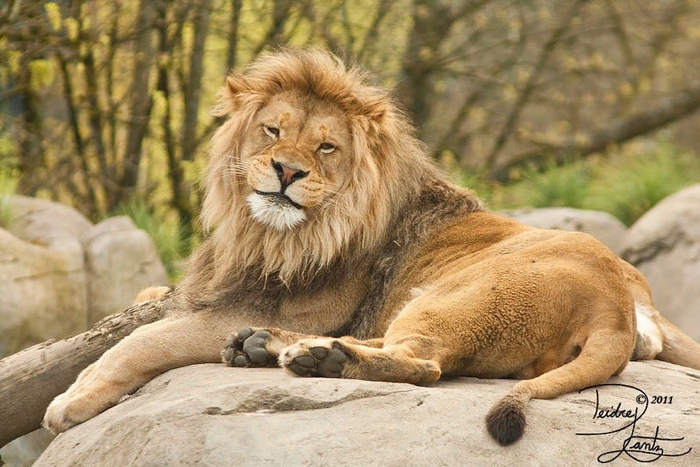 ������� ���