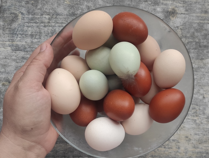 Černé maso, modrá vejce - co dalšího je pozoruhodného na kuřecím plemeni Ukheyiliu Kuře, slepičí vejce, Video, Dlouhý příspěvek