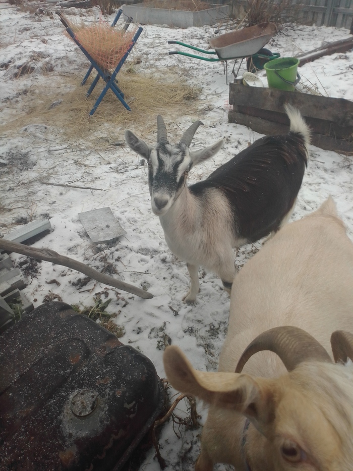 "Лисицын дом"-50