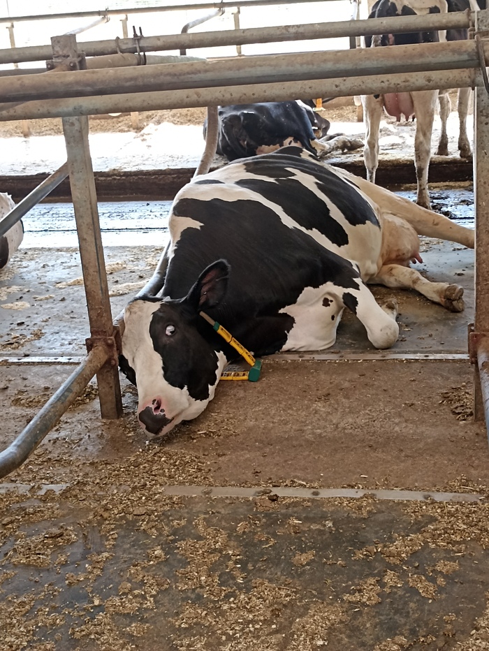 ������ ����!