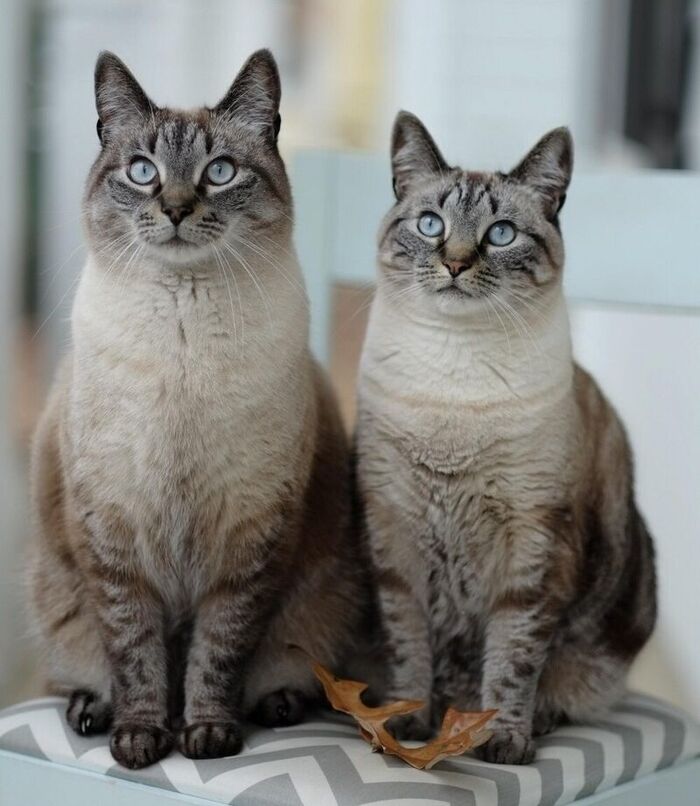 Двойная милота