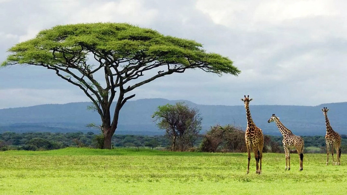 Танзания Фотография, Африка, Танзания, Саванна, Жираф, Дикая природа, Парнокопытные