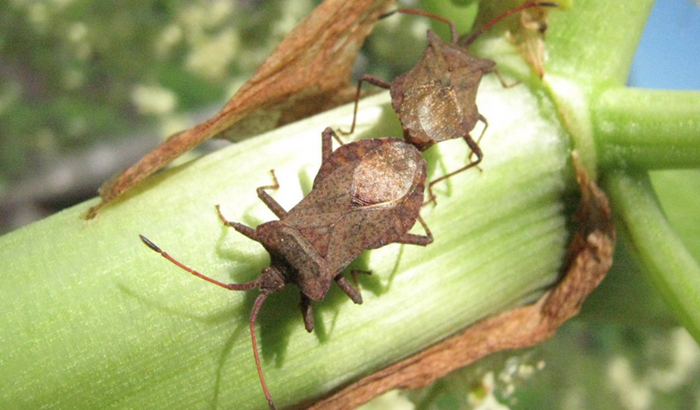 Клопы на ревене