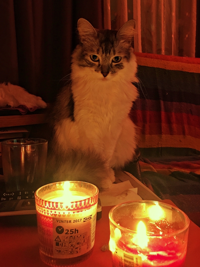 Ночная Кися