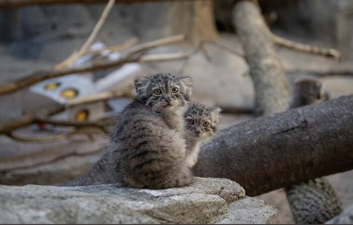 Кто тут? Мы вас опасаемся :3