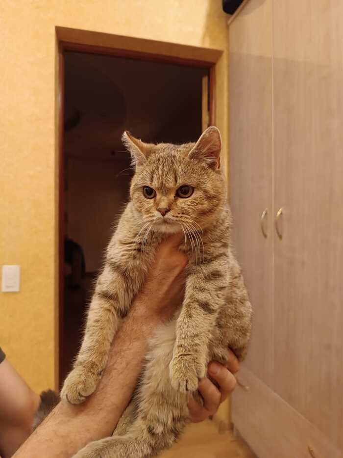 Найден кот, Астрахань, район ул. Сен-Симона Без рейтинга, Потеряшка, Кот, Астрахань, Длиннопост, Найден кот