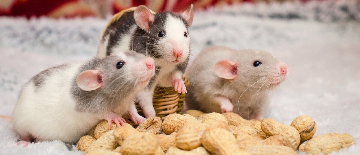 Домашние белые мыши. Dekorativnie Krisi. Крысы домашние. Крыски декоративные. Домашняя декоративная крыса.