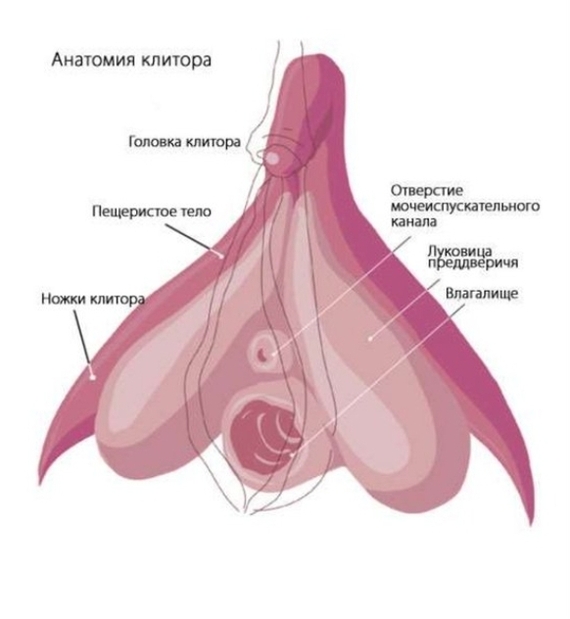 Клитор: всё, что нужно знать об источнике женского оргазма - Горящая изба