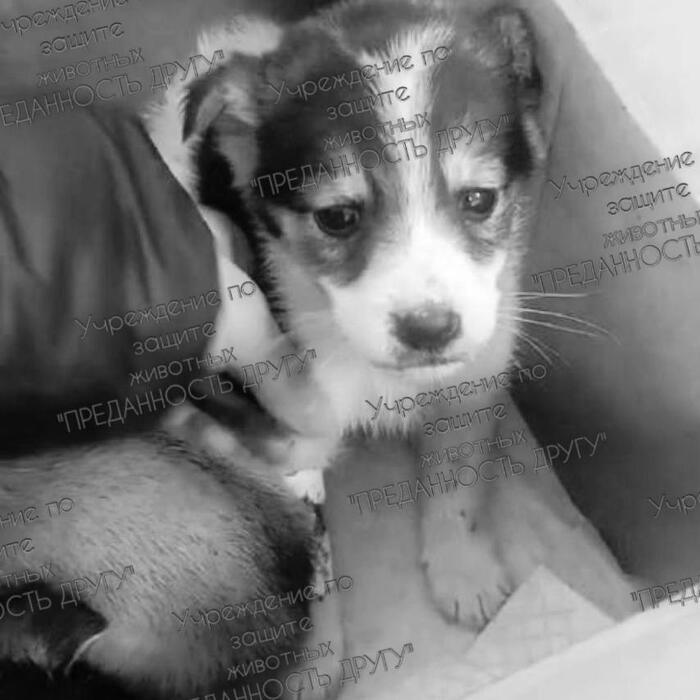 Дети из леса