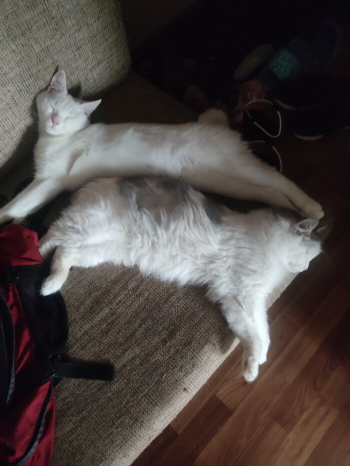 Кошачья мозаика