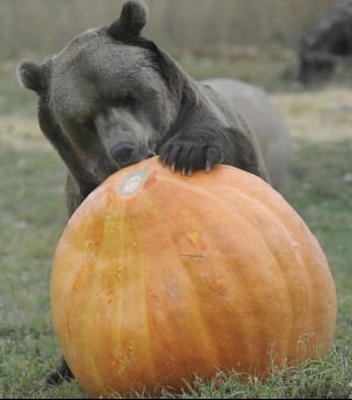 Мишка, хэллоуин уже прошел