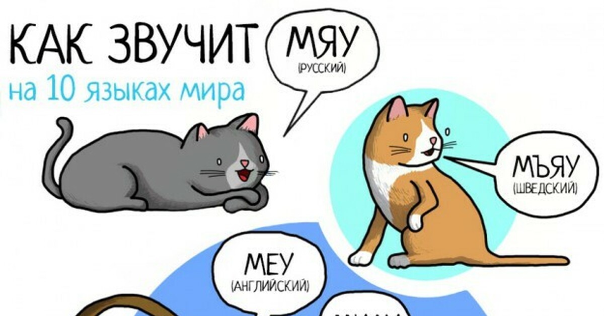 Кот с английского на русский. Котик мяу. Котик на разных языках. Как мяукают коты в разных странах. Кошки в разных странах.