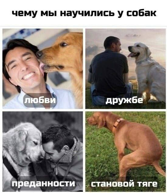 Собаки | Пикабу