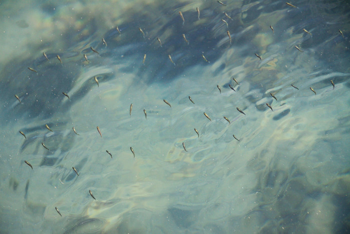 Море. Рыбки. Кабардинка