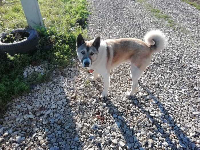 Собака-потеряшка в Каширском районе