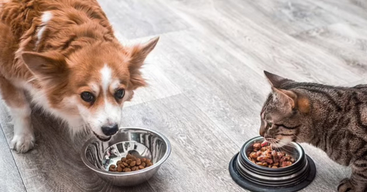 What does your pet eat. Собака ест из миски. Животные едят корм. Кошка ест собачий корм. В Швейцарии едят кошек и собак правда ли.