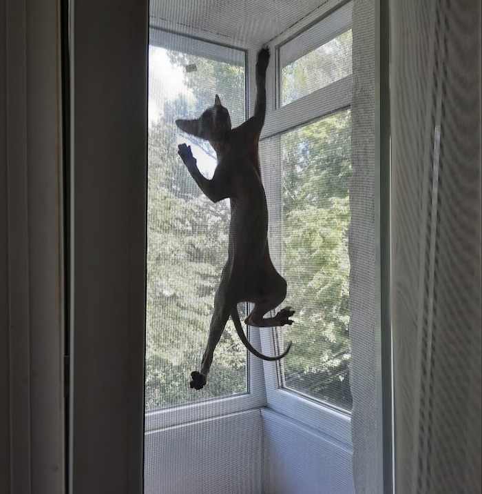 Исследование балкона пошло не по плану