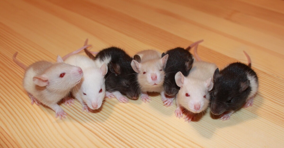 Шесть мышей. Сатиновая крыса Дамбо. Крысы Дамбо крысята. Крыса Дамбо белая. Крысы Дамбо малыши.