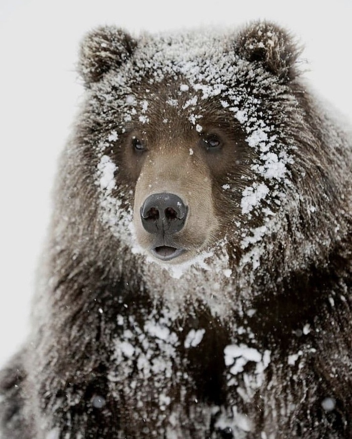 Какие ваши доказательства Животные, Медведи, Фотография, Снег
