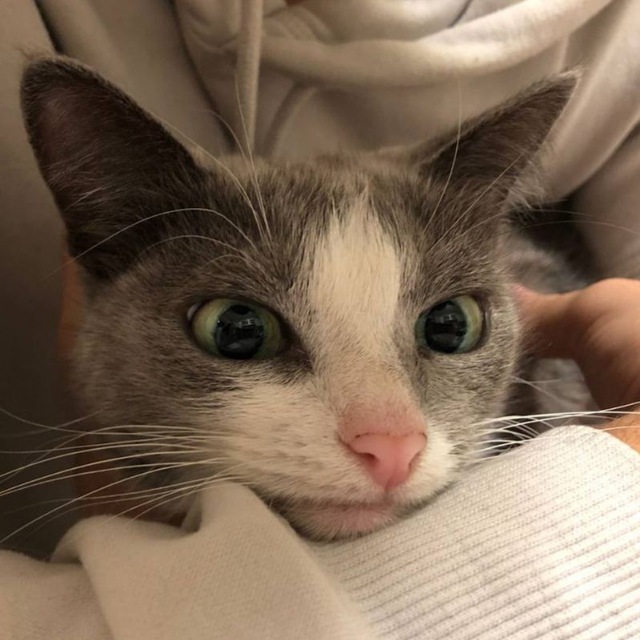 ����������� ����� ������