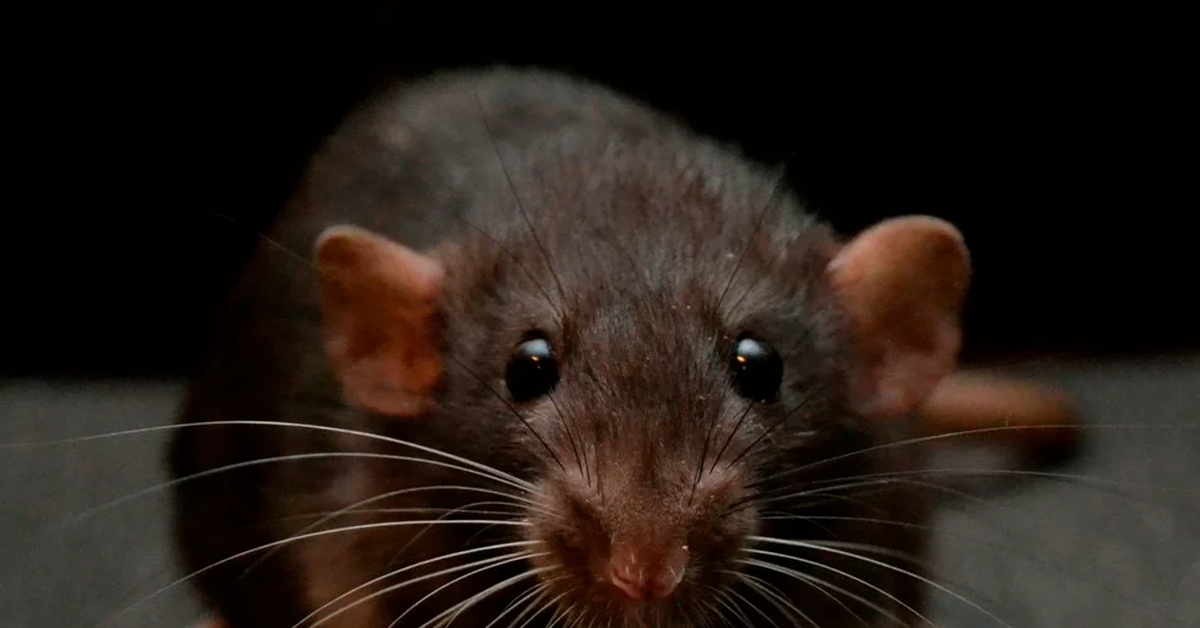 Черная крыса название. Крыса Дамбо черная. Ушастые крысы Дамбо. Крысы Дамбо пасюки. Крыса породы Дамбо.
