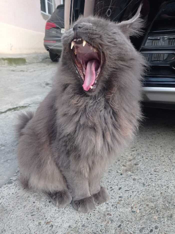 Кото рррро мяу