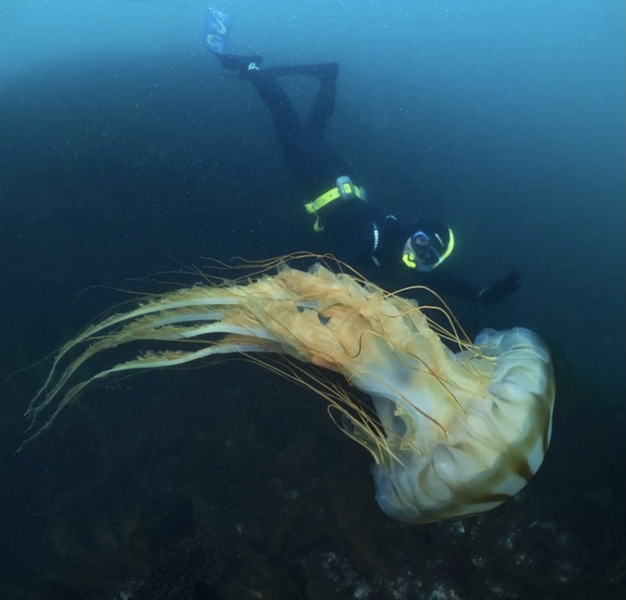Гигантская медуза, Сахалин Дайвинг, Сахалин, Море, Подводный мир, Путешествие по России, Водный туризм
