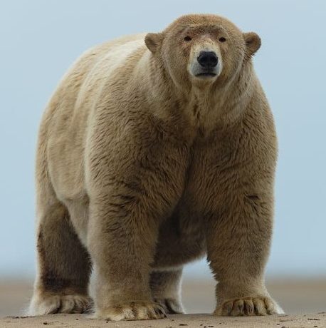 Самый толстый белый медведь на Аляске Белый медведь, Полнота, Аляска, Фотография