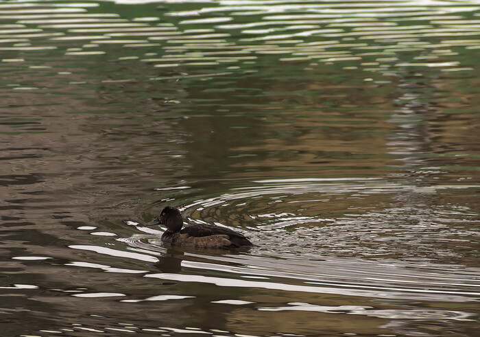 Кого это к нам занесло?