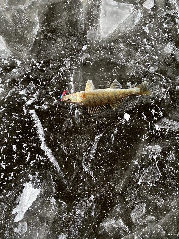 Судаки гиганты(нет) | Пикабу