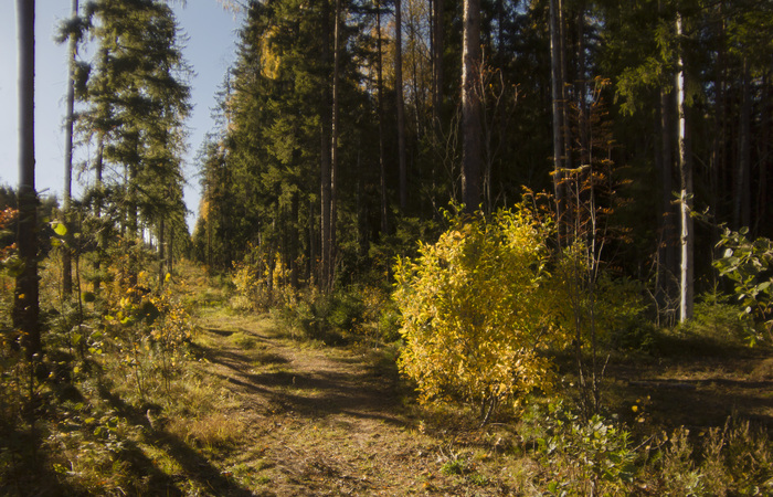 Ещё тёплая осень Фотография, Природа, Красота, Осень, Лес, Ленинградская область