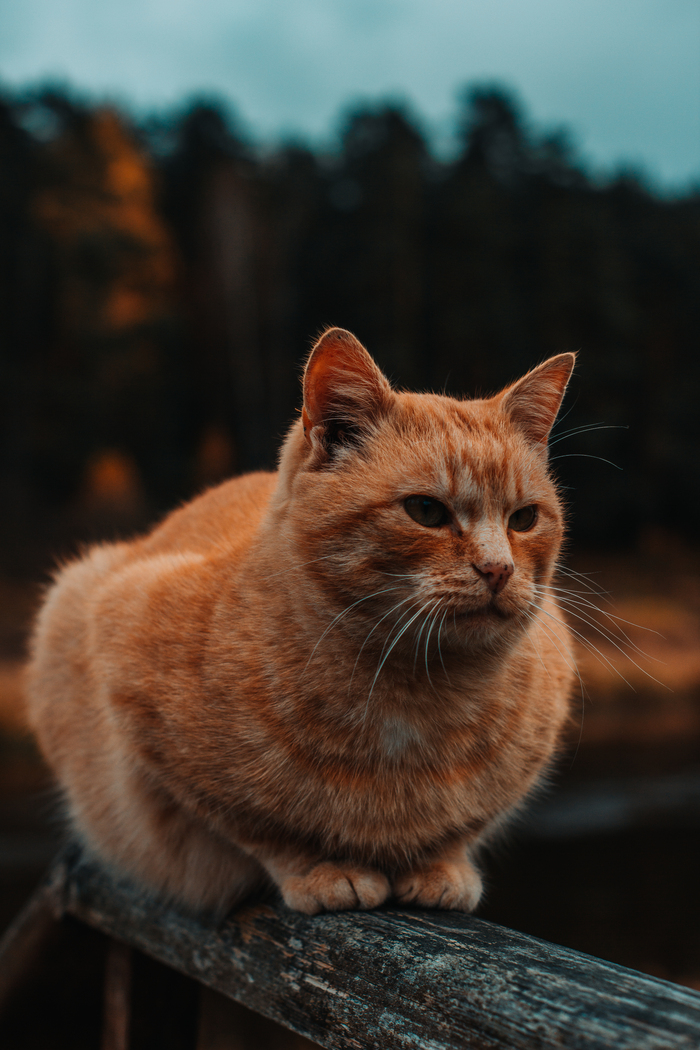 Рыжий Кот, Фотография, Тверская область