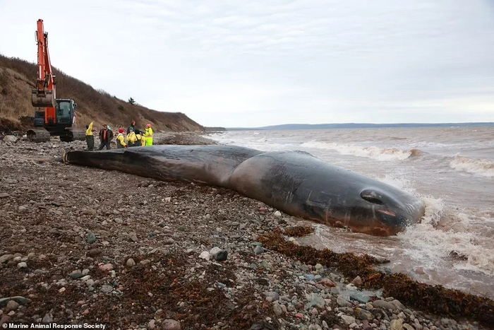 В желудке кита, умершего медленной и мучительной смертью у берегов Новой Шотландии, обнаружили более 150 кг пластика Экология, Биология, Мусор, Кит, Пластик, Океан, Длиннопост