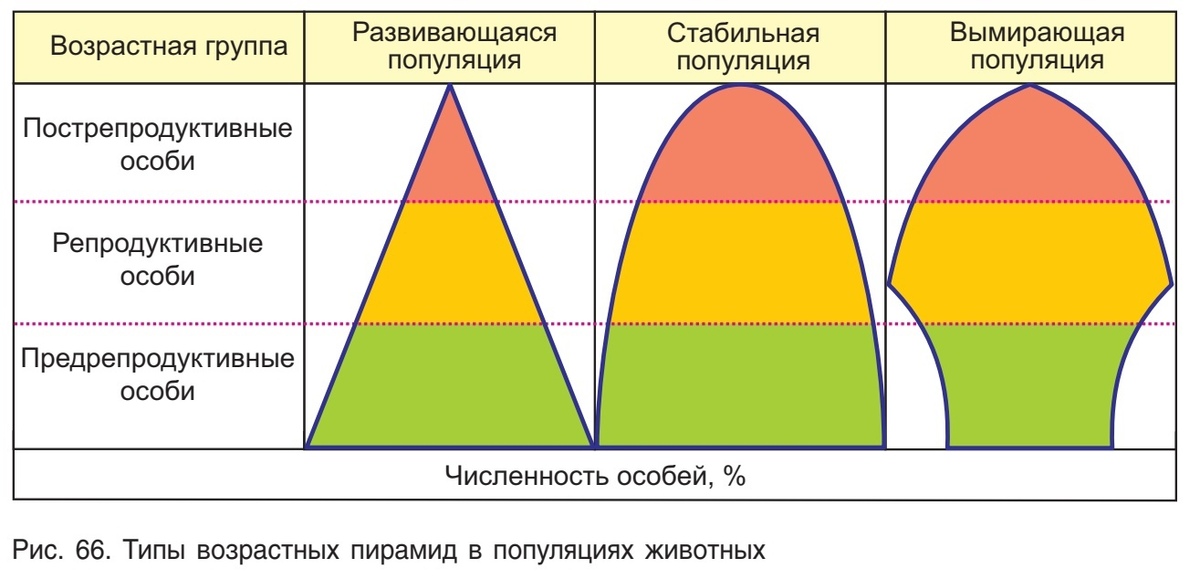 Возрастная структура популяции зависит первую очередь от. Возрастная пирамида популяции. Возрастная структура популяции схема. Типы половозрастной структуры популяции. Демографическая структура популяции таблица.