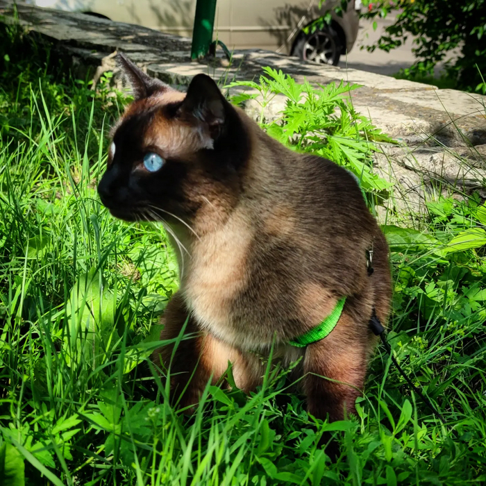 Кот