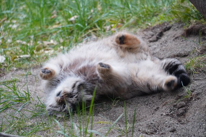 Субботние поваляшки :3