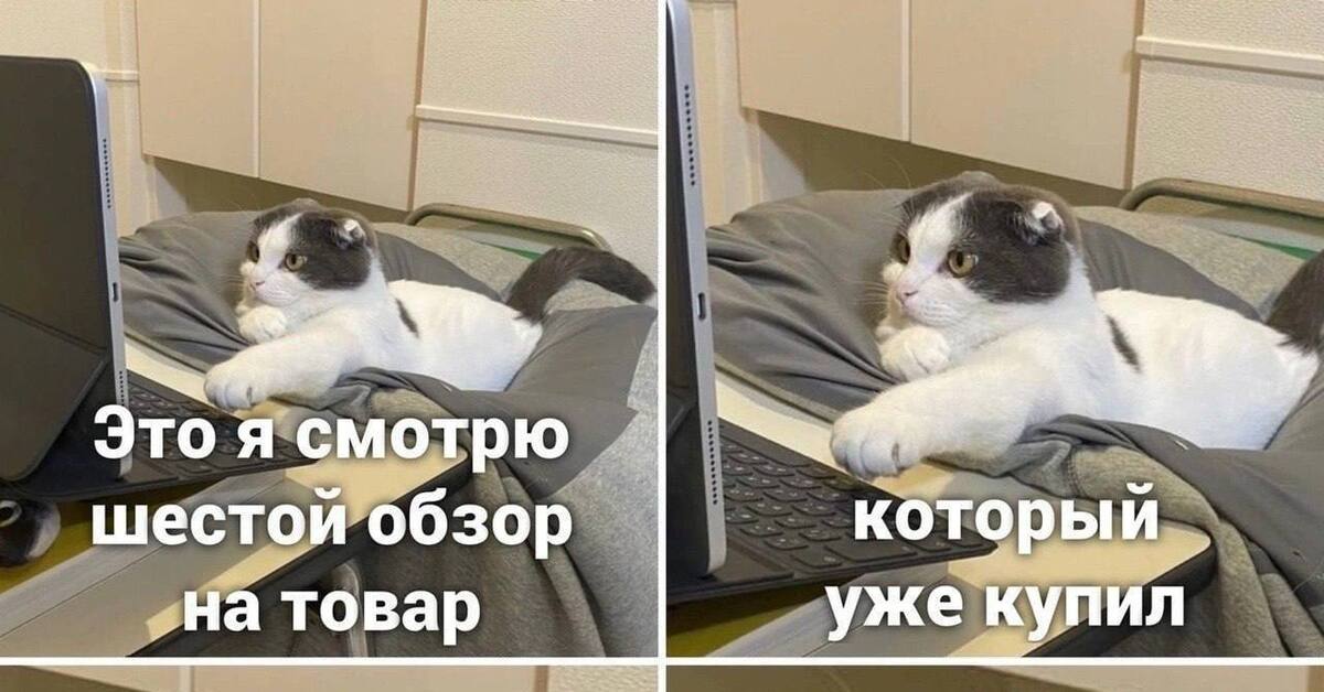 Кот але. Кот алё. Алё Мем с котом. Дон кот meme. Китай котик Мем.