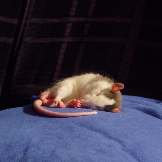Спокойной мыши. Спящий мышонок. Сонная мышь.