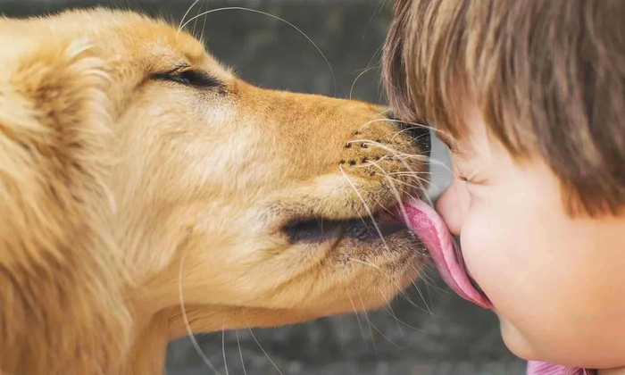 Мокрый или сухой нос никак не влияет на здоровье собаки. Миф про мокрый нос не имеет смысла и может сыграть злую шутку Нос, Собака, Книга животных, Яндекс Дзен, Длиннопост