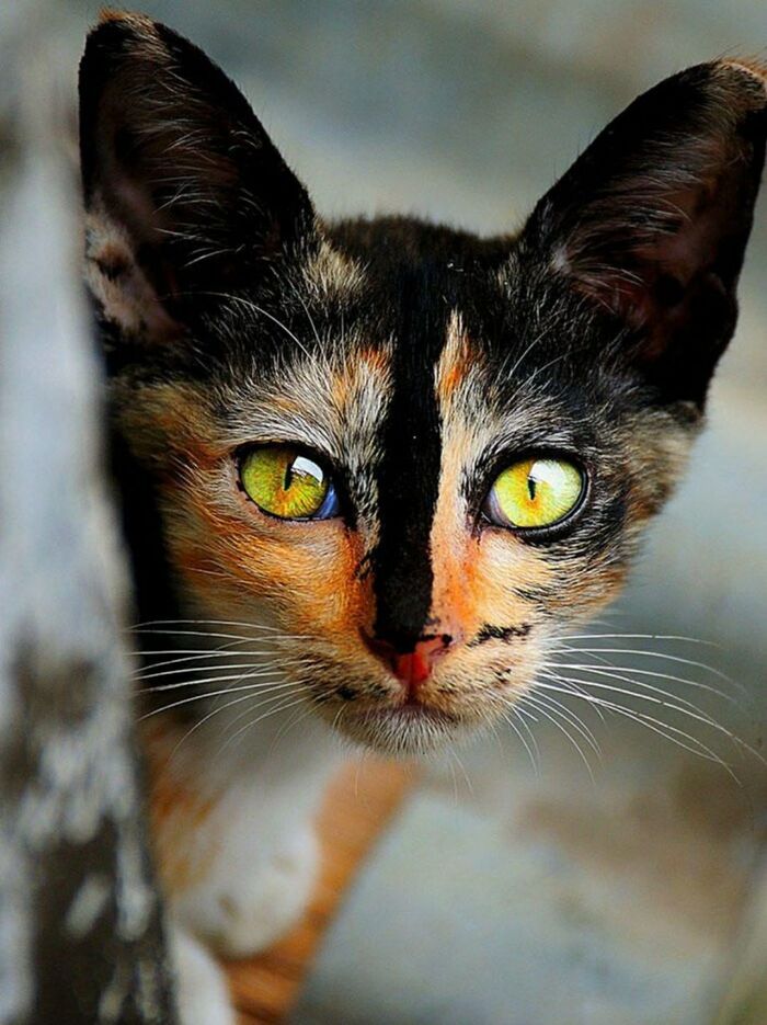 Разноцветная Кот, Разноцветность, Картинки, Красота, Фотография, Трехцветная кошка